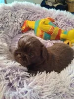 Rosie, a female Shih Tzu for sale in Montgomery, LA – 1 of 3