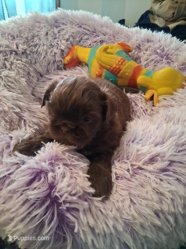 Lily – Shih Tzu puppy for sale in Montgomery, LA
