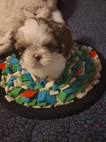 Hank, a male Shih Tzu for sale in Montgomery, LA – 3 of 3