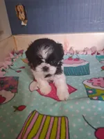 Teddy, a male Shih Tzu for sale in Montgomery, LA – 2 of 2