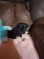 Zues, a male Pug for sale in Montgomery, LA – 2 of 3