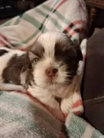 Cody , a male Shih Tzu for sale in Montgomery, LA – 3 of 3