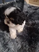 Leo, a male Shih Tzu for sale in Montgomery, LA – 2 of 2