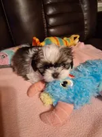 Diamond, a female Shih Tzu for sale in Montgomery, LA – Photo 4 of 4