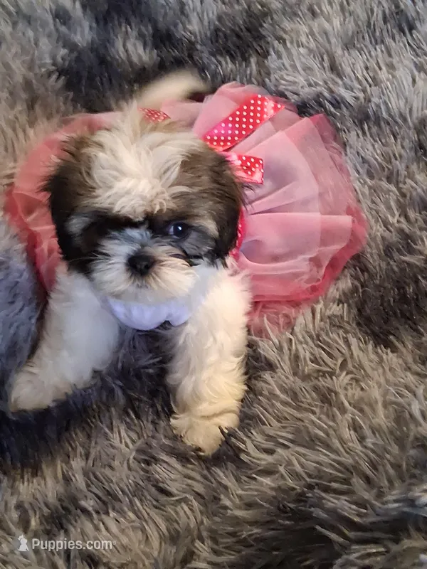 Diamond – Shih Tzu puppy for sale in Montgomery, LA
