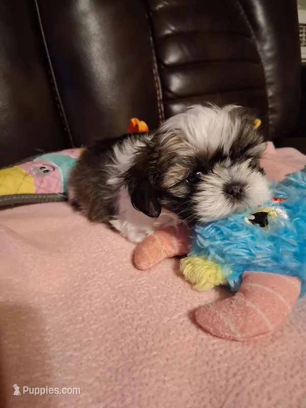 Diamond, a female Shih Tzu for sale in Montgomery, LA – Photo 1 of 4