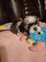 Diamond, a female Shih Tzu for sale in Montgomery, LA – Photo 1 of 4