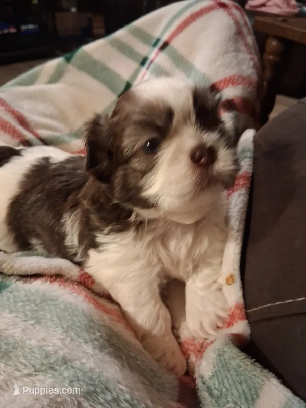 Levi – Shih Tzu puppy for sale in Montgomery, LA