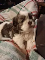 Levi, a male Shih Tzu for sale in Montgomery, LA – 1 of 3