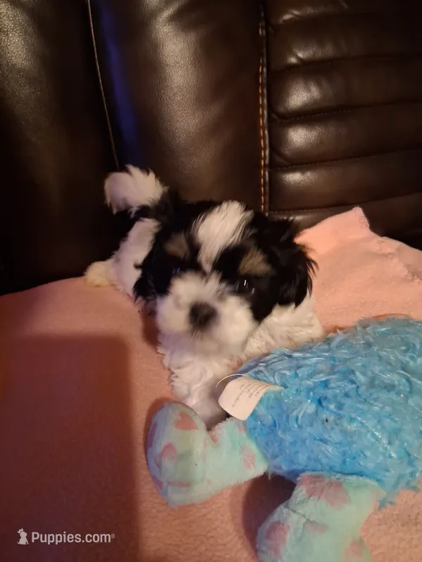 Cody – Shih Tzu puppy for sale in Montgomery, LA