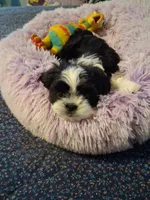 Sam, a male Shih Tzu for sale in Montgomery, LA – 3 of 3