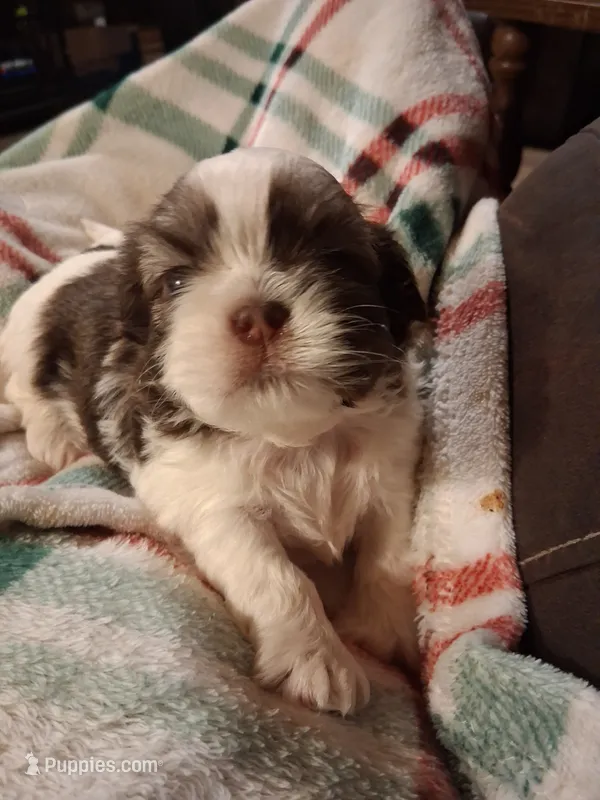 Cody  – Shih Tzu puppy for sale in Montgomery, LA