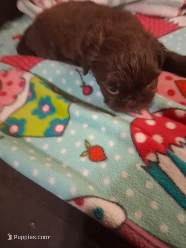 Rosy, a female Shih Tzu for sale in Montgomery, LA – 1 of 3