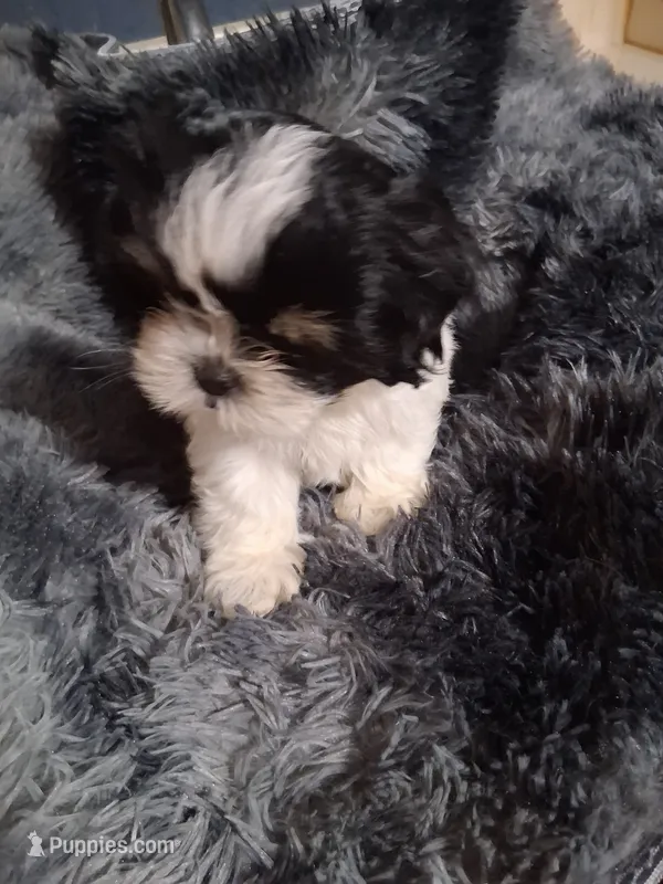 Leo – Shih Tzu puppy for sale in Montgomery, LA
