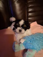 Cody, a male Shih Tzu for sale in Montgomery, LA – 3 of 3