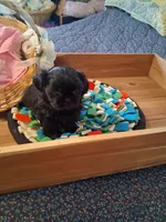 Sophie, a female Shih Tzu for sale in Montgomery, LA – 3 of 3