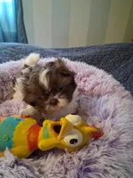 Avery, a female Shih Tzu for sale in Montgomery, LA – 2 of 2