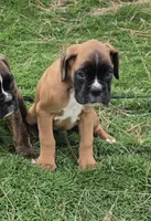 Tank, a male Boxer for sale in Cheney, WA – 4 of 4