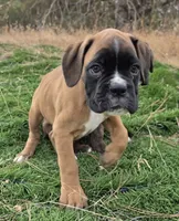 Tank, a male Boxer for sale in Cheney, WA – 3 of 4