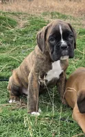 Tony, a male Boxer for sale in Cheney, WA – 3 of 3
