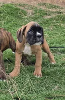 Tank, a male Boxer for sale in Cheney, WA – 2 of 4