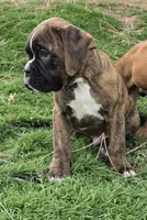 Tony, a male Boxer for sale in Cheney, WA – 2 of 3