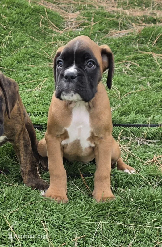 Tank – Boxer puppy for sale in Cheney, WA