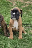Tank, a male Boxer for sale in Cheney, WA – 1 of 4