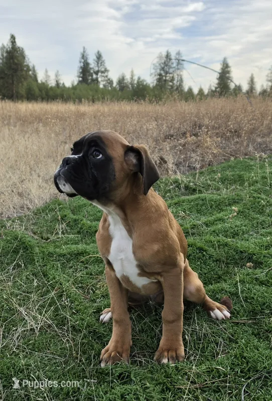 Tank – Boxer puppy for sale in Cheney, WA