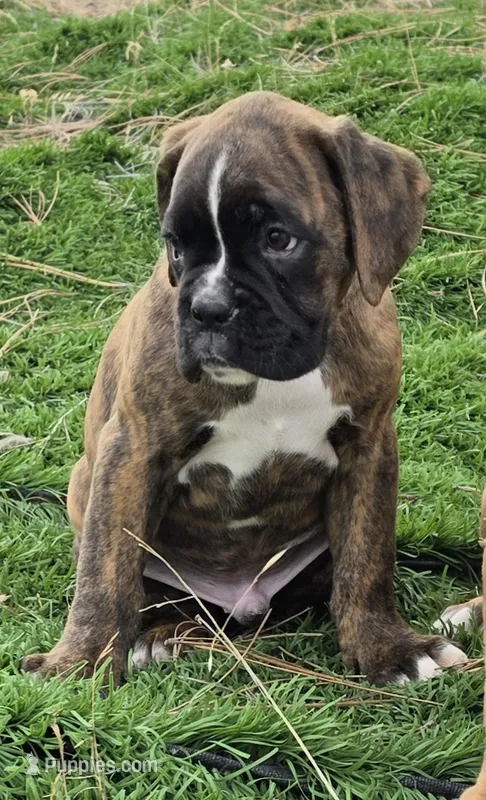 Tony – Boxer puppy for sale in Cheney, WA