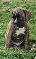 Tony, a male Boxer for sale in Cheney, WA – 1 of 3