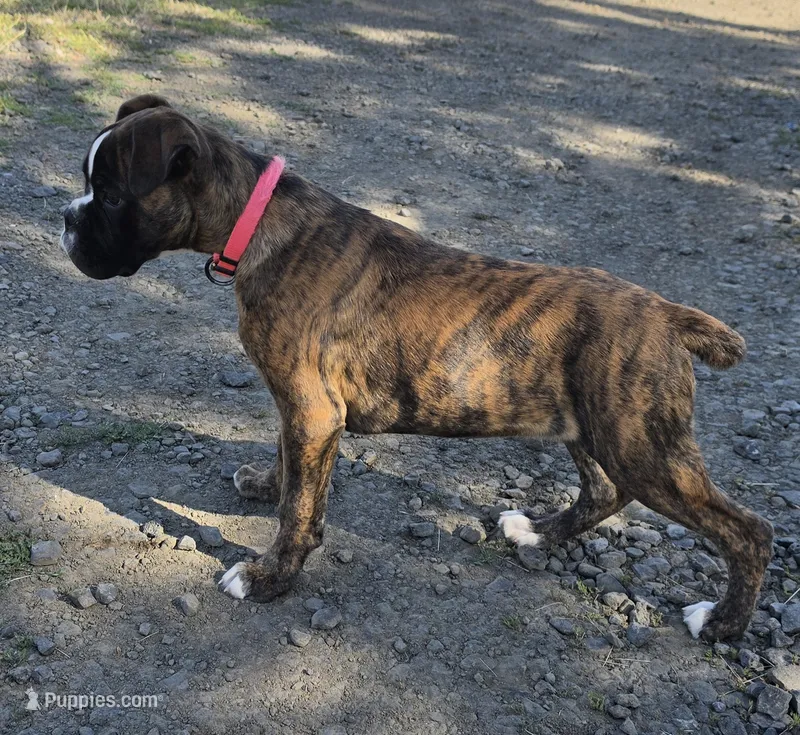 Molly – Boxer puppy for sale in Cheney, WA