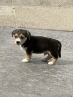 Toby , a male Austrian Black and Tan Hound and Chihuahua for sale in ,  – 2 of 3