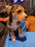 Toby , a male Austrian Black and Tan Hound and Chihuahua for sale in ,  – 3 of 3
