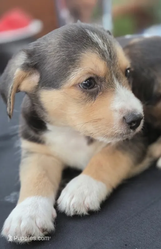 Toby  – Austrian Black and Tan Hound, Chihuahua puppy for sale in 
