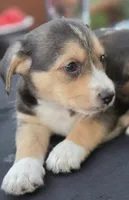 Toby , a male Austrian Black and Tan Hound and Chihuahua for sale in ,  – 1 of 3