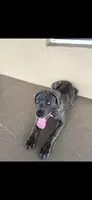 Zues, a male Cane Corso for sale in Ocala, FL – 1 of 1