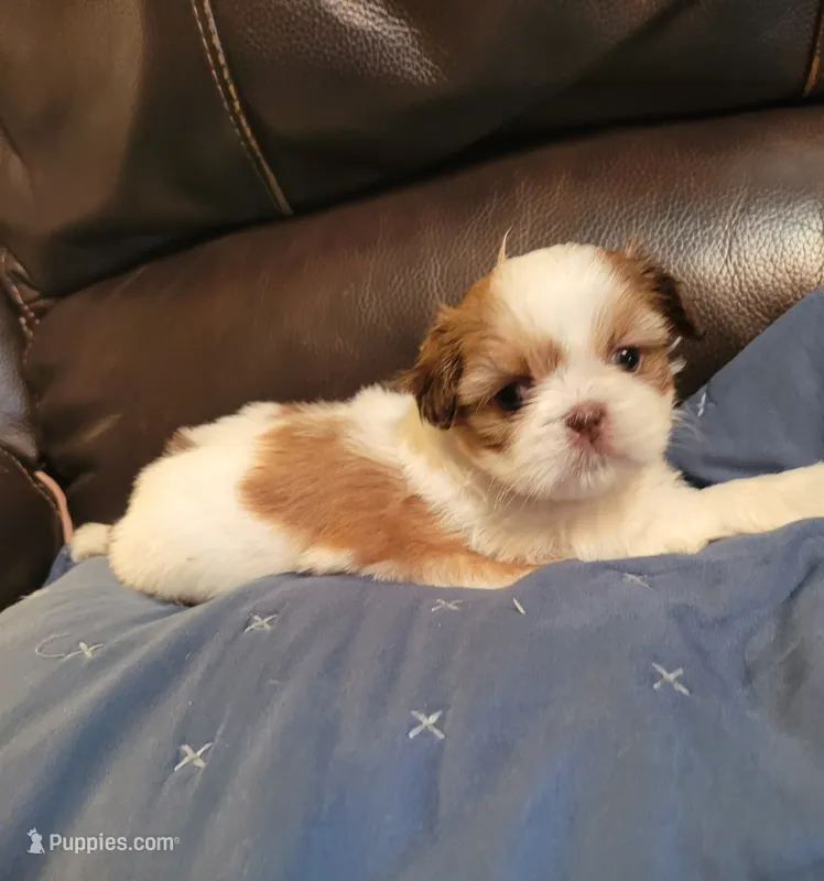 Chestnut and white – Shih Tzu puppy for sale in Vancleave, MS