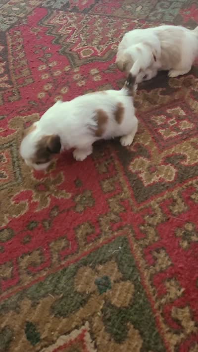 Chestnut and white, a female Shih Tzu for sale in Vancleave, MS – 6 of 6