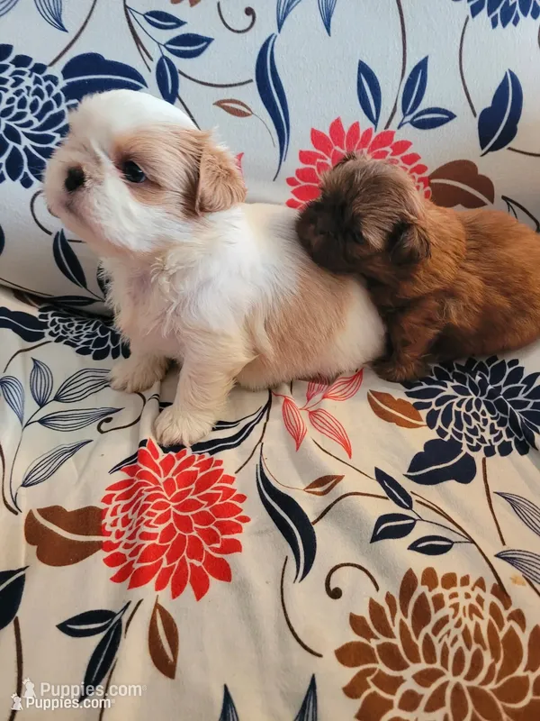 Male  – Shih Tzu puppy for sale in Vancleave, MS