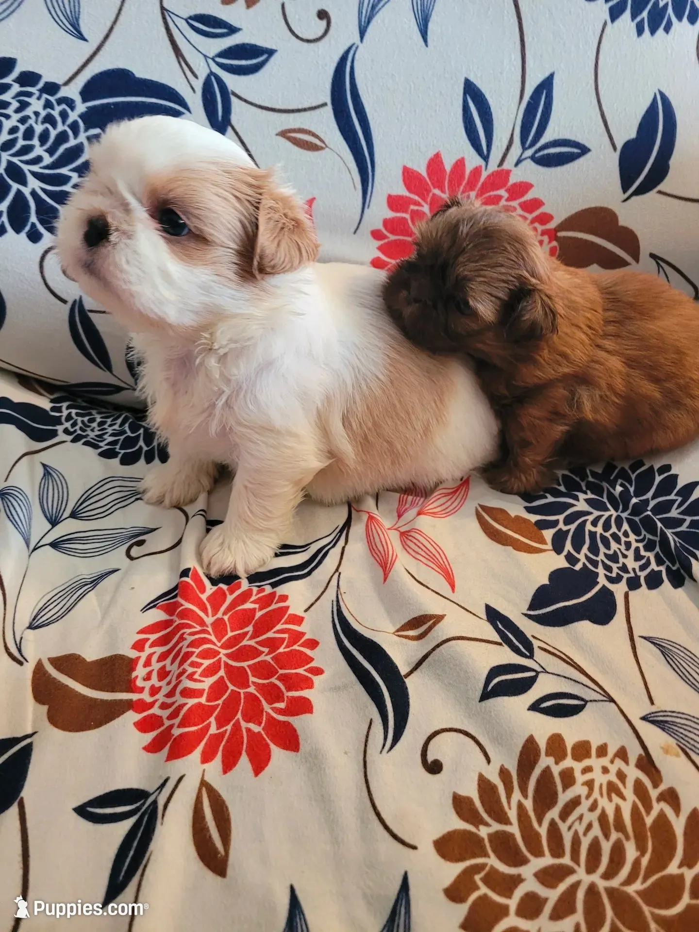 Male , a male Shih Tzu for sale in Vancleave, MS – 1 of 4