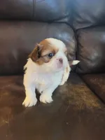 Chestnut and white, a female Shih Tzu for sale in Vancleave, MS – 4 of 6