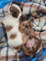 Brown, a female Shih Tzu for sale in Vancleave, MS – 4 of 5