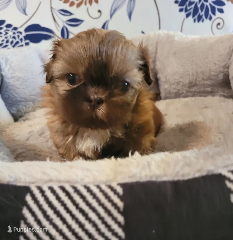 Brown – Shih Tzu puppy for sale in Vancleave, MS