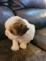 Chestnut and white, a female Shih Tzu for sale in Vancleave, MS – 5 of 6