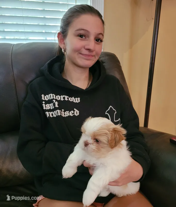 Male  – Shih Tzu puppy for sale in Vancleave, MS