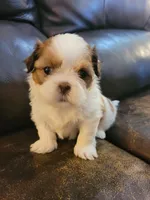 Chestnut and white, a female Shih Tzu for sale in Vancleave, MS – 3 of 6