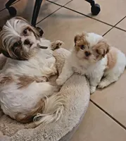 Male , a male Shih Tzu for sale in Vancleave, MS – 5 of 5