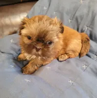 Male , a male Shih Tzu for sale in Vancleave, MS – 3 of 4