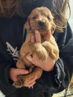 Babies, a male Golden Retriever for sale in Moriarty, NM – Photo 6 of 10